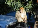 Gibraltar - Affe mit Waffel 